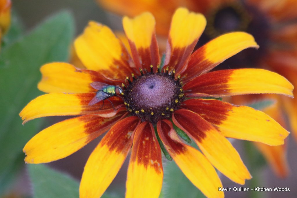 Fly on Rustic Blackeyed Susan - #1